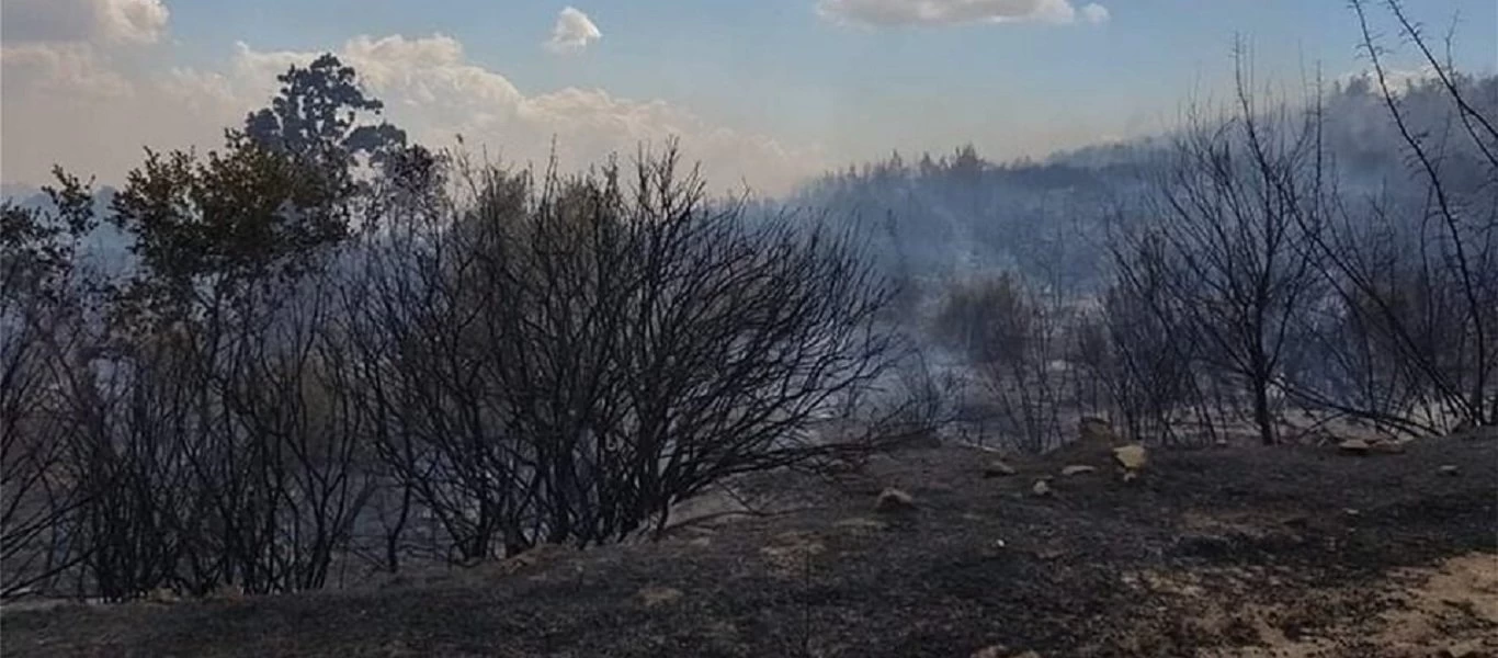 Οι φλόγες καίνε στις παρυφές του προστατευόμενου δάσους της Δαδιάς (upd-βίντεο)